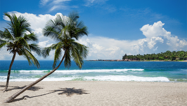 海南出新规：农村新建房高度不得超过椰子树