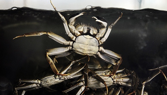 京东,德邦,圆通,冷链物流,物流价格,入局,阳澄湖大闸蟹,蟹斗,生鲜,每日经济新闻