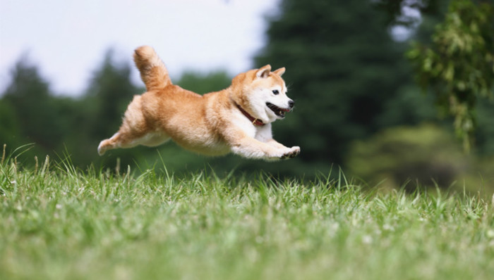 狂犬病,宠物,病毒