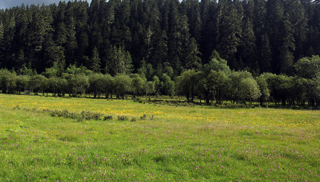 国务院,国家公园,体制改革