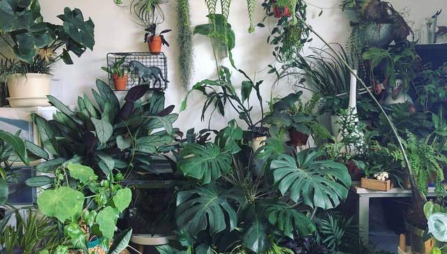 【特写】中国的“绿植革命”