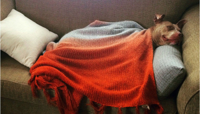 溺爱狗子可以到什么程度？