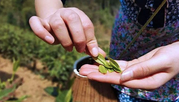 茶叶含水量过多易霉变？教你用手判断含水量！