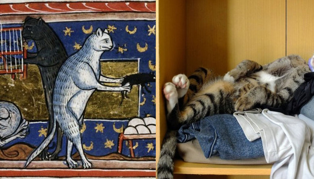 主子们，看看人家中世纪的猫都在干嘛