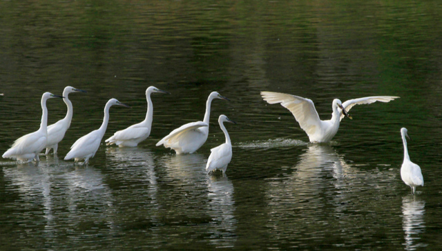 北京清河化身“白鹭湾” 300余鸟类汇聚湿地