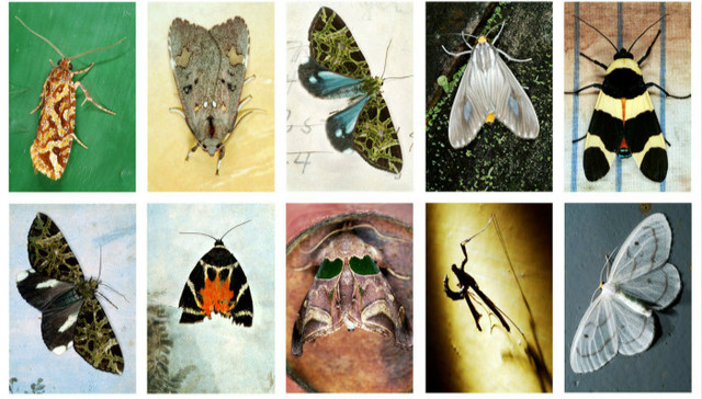 飞蛾明明很美啊