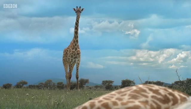 动物版,间谍,无间道,电池续航,UHD,拍电影,偷拍,BBC,镜头,内置电池