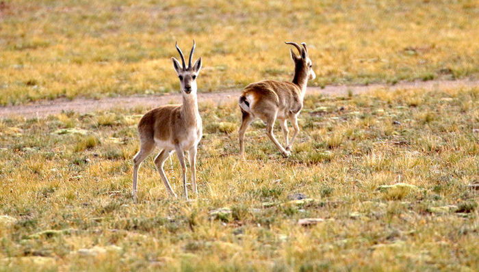 藏羚羊种群,中华人民共和国野生动物保护法,中华人民共和国自然保护区条例,中华人民共和国陆生野生动物保