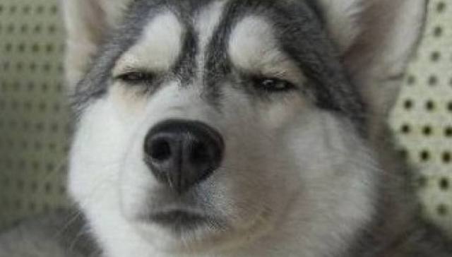 北方现在有多冷？雪橇犬都受不了了