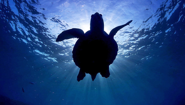 海龟保护,绿海龟,惠东海龟自然保护区