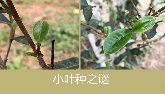 云南小叶种