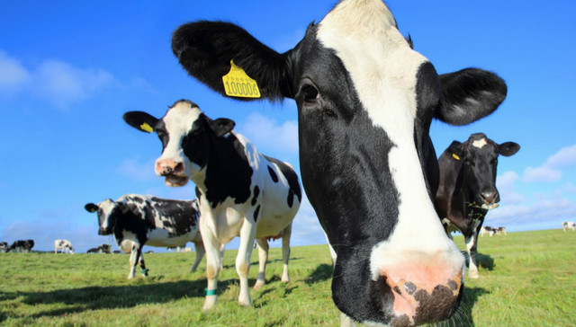 10种改变了我们世界的物种