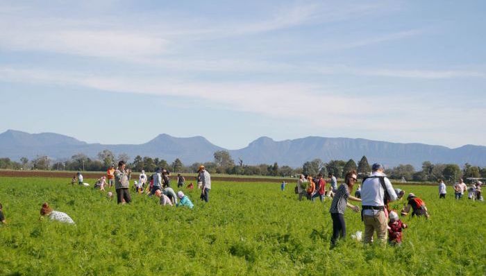 继袋鼠肉和三文鱼泛滥后 红萝卜在澳大利亚免费随便摘