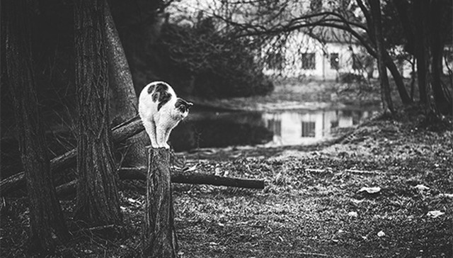 流浪猫的一生：没有生命应该孤独地死去