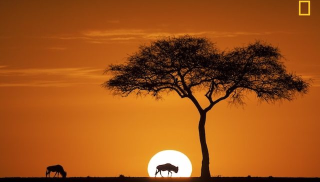 《国家地理》摄影大赛又开始了，今年都有哪些作品？