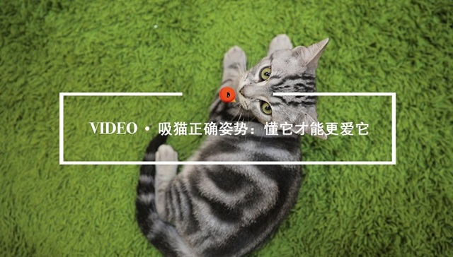 喵星人,科学养猫,流浪