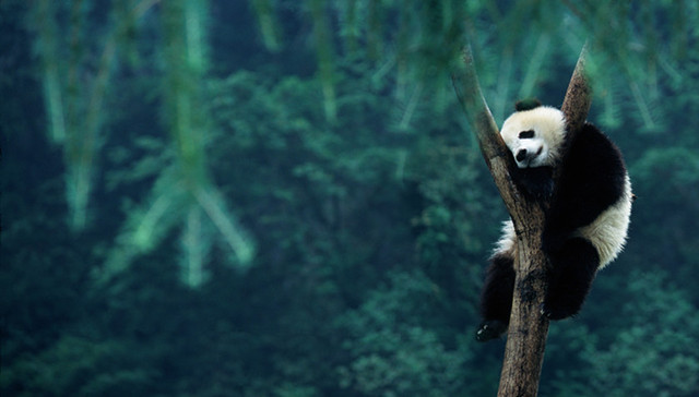 大熊猫,雪豹,栖息地