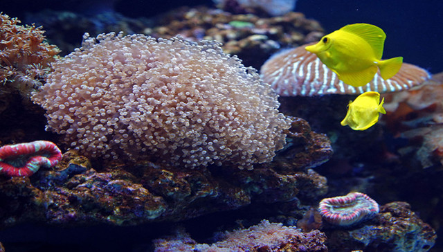 珊瑚,,科学,,科研