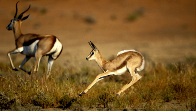 中财办副主任：把2%的国土空间还给大熊猫、东北虎、藏羚羊