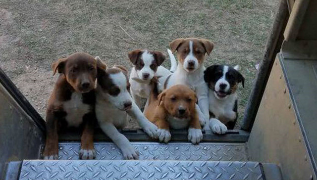 快递小哥和他的狗子们