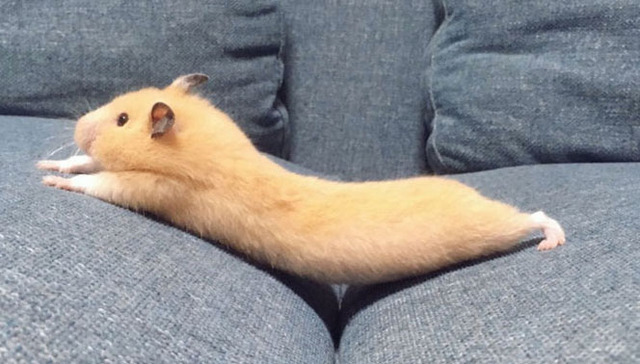 努力跨越沙发缝的小仓鼠，萌化了