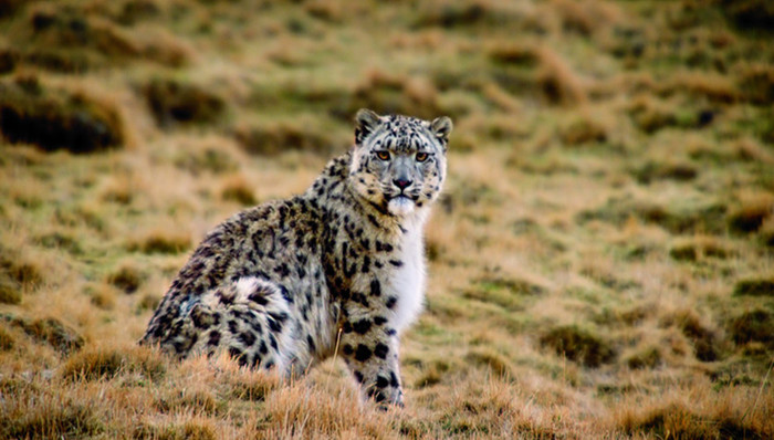雪豹,长江源,珍稀动物