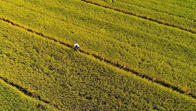 中国12年来首次下调小麦最低收购价 低至每市斤1.15元