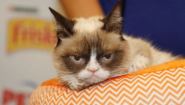 澳大利亚和新西兰热议房客“宠物权” 猫奴狗奴们会好过一点嘛？