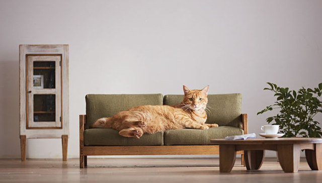 猫专用的迷你日式家具 比宜家那套还萌