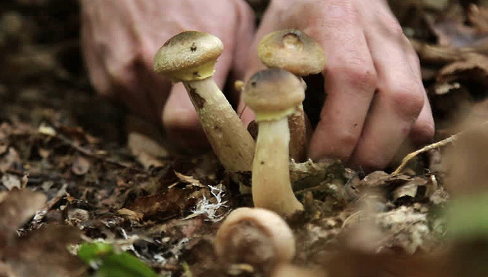 波罗的海,采蘑菇,立陶宛,爱沙尼亚