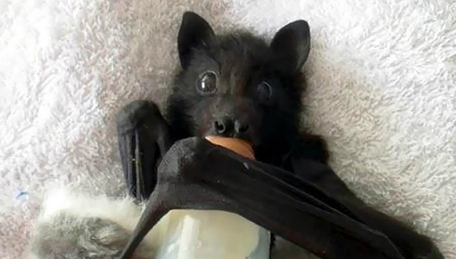 蝙蝠原来这么萌啊