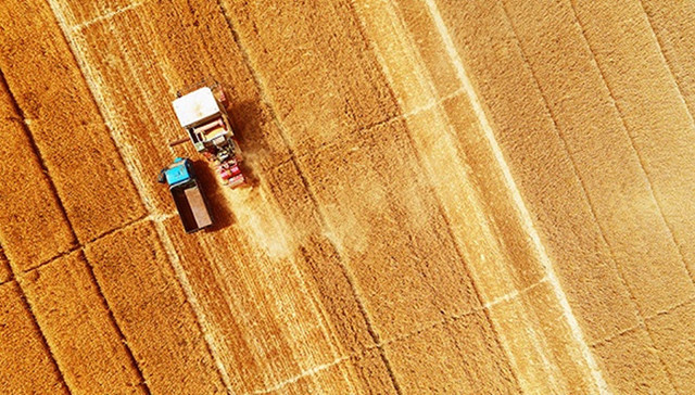 小麦最低收购价格首降 专家：只涨不跌违背价值规律