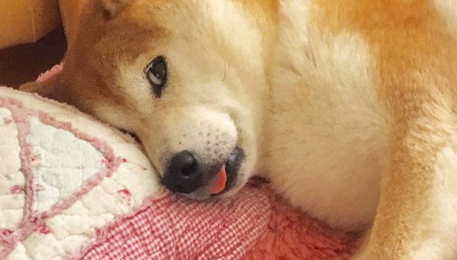 为什么柴犬辣么红？这里有一份花样吸柴大全