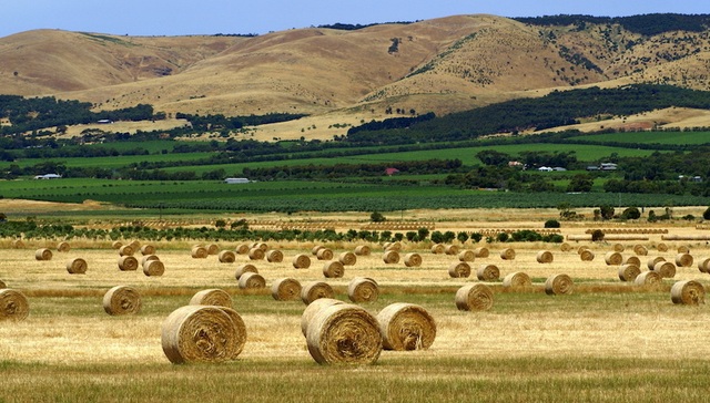 在澳大利亚买农场的中国人越来越多 美国人反而变少了