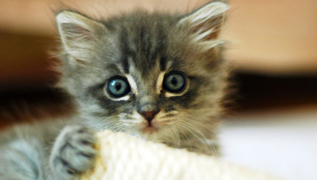 虫虫那么可爱，怎么可以不吃虫虫