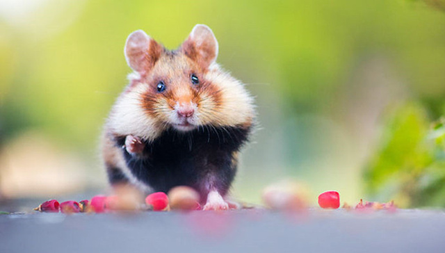 仓鼠竟然这么好吸？