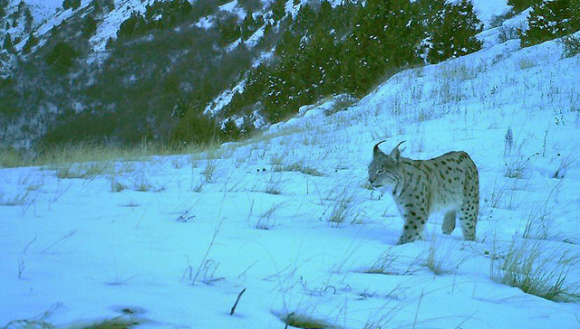 亚美尼亚,高加索野生动物保护区,高加索豹,动物迁徙
