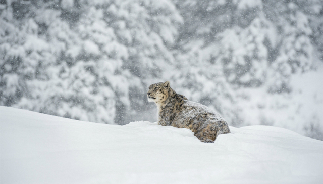 【特写】守卫雪山“大猫”