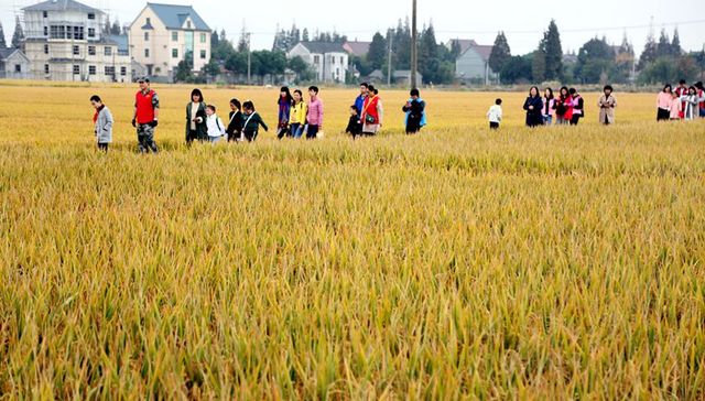 【深度】从统筹到融合：乡村振兴战略“新”在哪里？