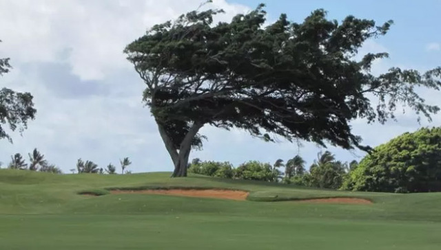 信不信由你，树才是戏最多的