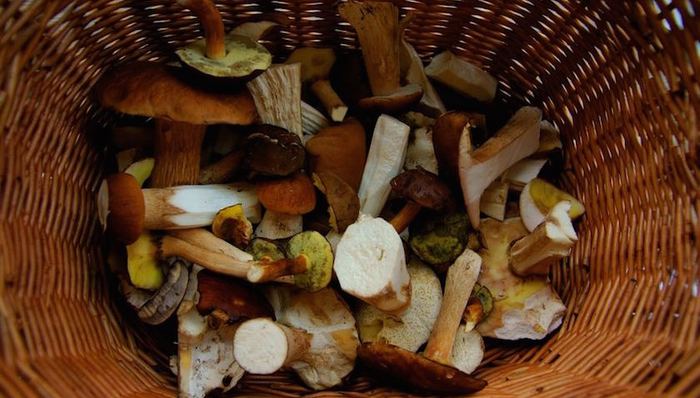 加拿大急需采蘑菇工 种植业还希望政府能对此发放永居计划