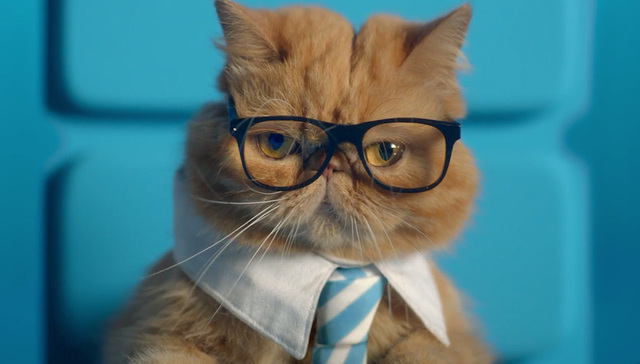 中兴找来了喵星人在美国打广告 这演的是什么戏？