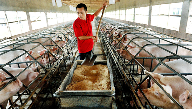 农业部,营养性添加剂,铜制剂,单一饲料,猪饲料,猪粪便,料重,规模猪场,饲料转化率,养殖环境