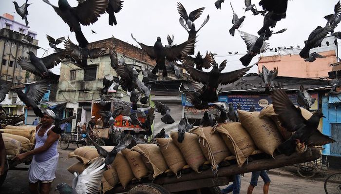 经济世界观,印度