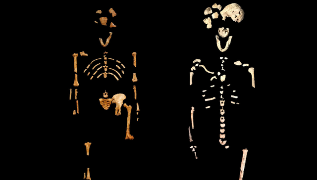 古人类,,演化,,文化