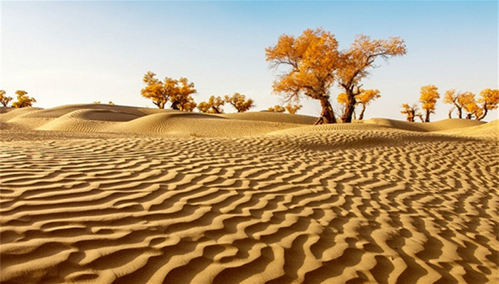 沙漠,全新世大暖期,呼伦贝尔沙地,自然地理学,研究结果,研究成果,冰期,北方地区,,植树造林