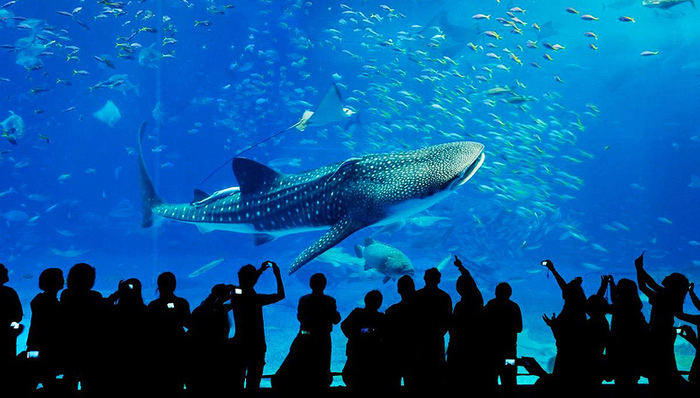 海岛旅行,冲绳,夏威夷,