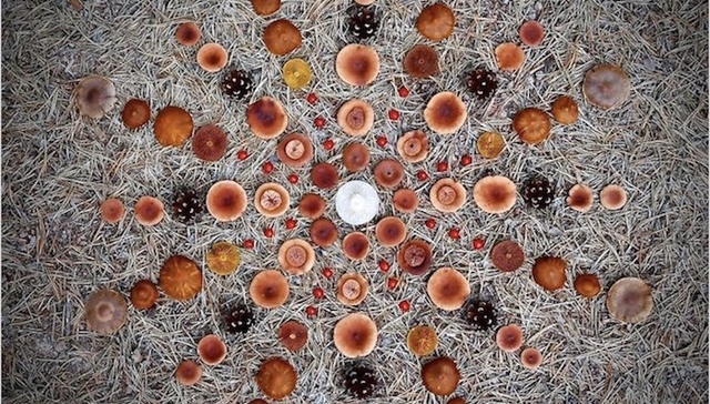 用蘑菇作画，迷幻到窒息