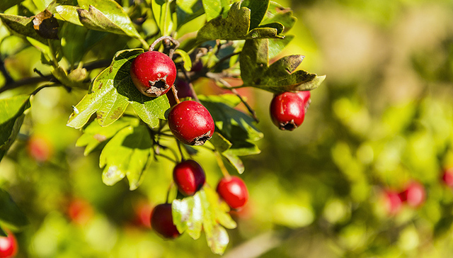 朱同康,山楂树,1980年,1986年,土壤盐分,盐碱地,地能,苗木,果园,树坑