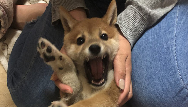 柴犬也可以丑丑的